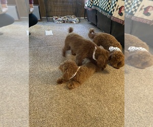 Poodle (Miniature) Puppy for sale in YORK, SC, USA