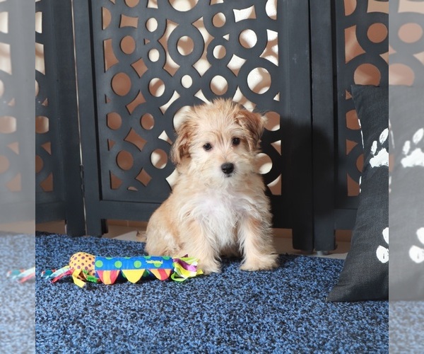 Medium Photo #3 Yo-Chon Puppy For Sale in MOUNT VERNON, OH, USA