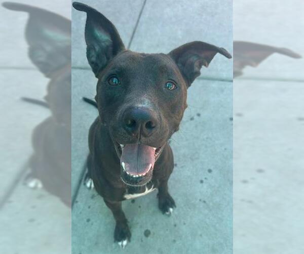 Medium Photo #2 Staffordshire Bull Terrier-Unknown Mix Puppy For Sale in Sacramento, CA, USA