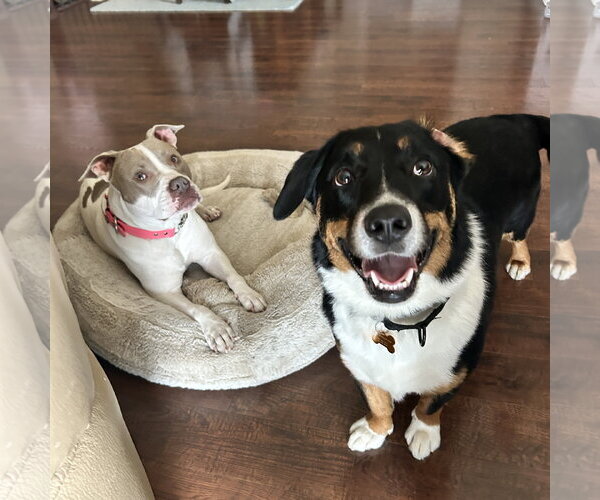 Medium Photo #5 Mutt Puppy For Sale in Fargo, ND, USA