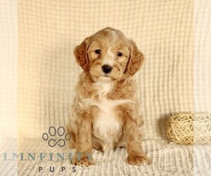 Goldendoodle (Miniature) Puppy for sale in GORDONVILLE, PA, USA