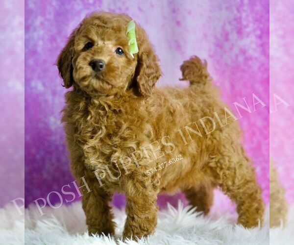 Medium Photo #3 Goldendoodle (Miniature) Puppy For Sale in WARSAW, IN, USA