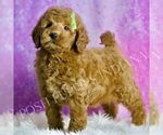Small #2 Goldendoodle (Miniature)