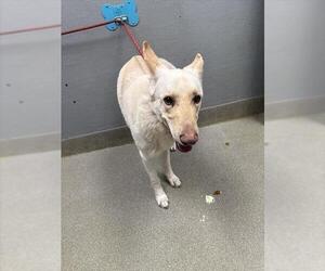 German Shepherd Dog Mix Dog for Adoption in Las Vegas, Nevada USA