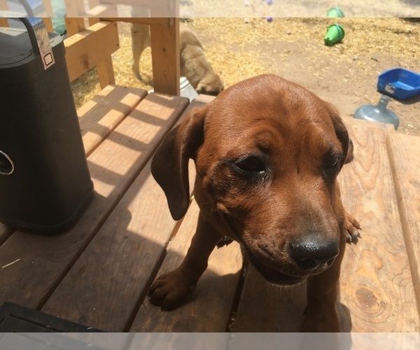 Medium Photo #11 America Bandogge Mastiff-Mastiff Mix Puppy For Sale in FORT GARLAND, CO, USA