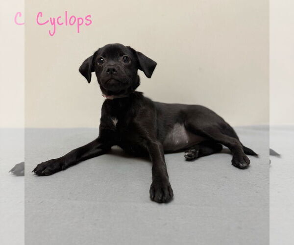Medium Photo #1 Mutt Puppy For Sale in Modesto, CA, USA