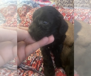 Chorkiepoo Puppy for sale in VENETA, OR, USA