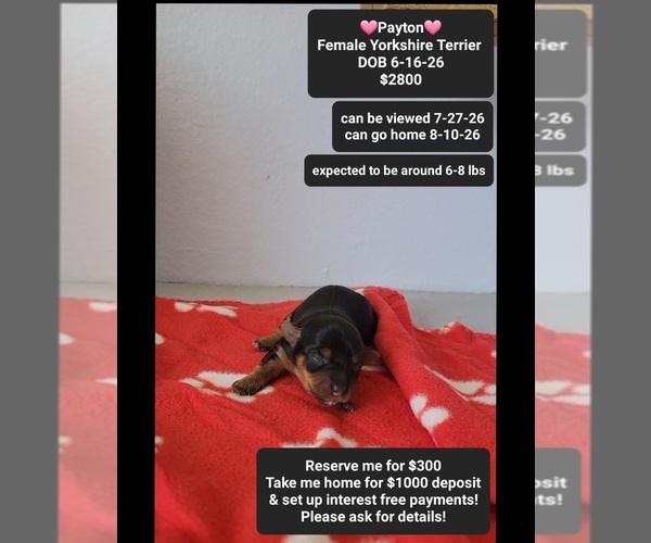 Medium Photo #1 Yorkshire Terrier Puppy For Sale in TUCSON, AZ, USA