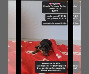 Yorkshire Terrier Puppy for sale in TUCSON, AZ, USA