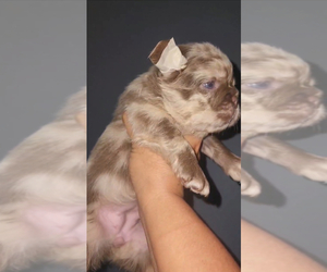 French Bulldog Puppy for Sale in BRANDON, Florida USA