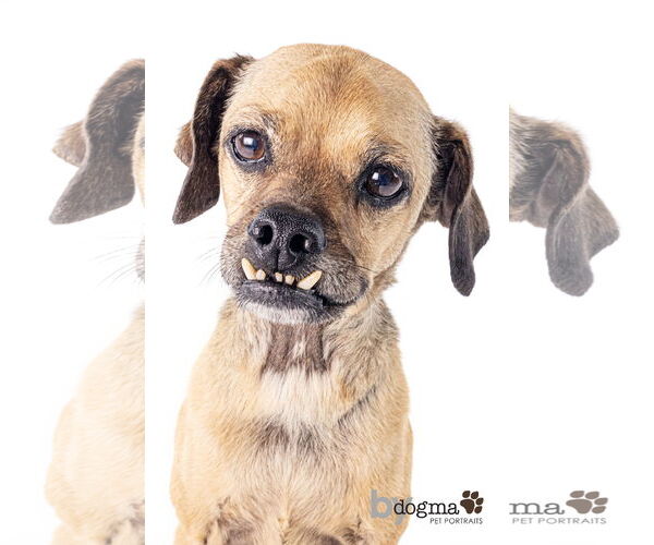 Medium Photo #4 Puggle Puppy For Sale in Newport Beach, CA, USA
