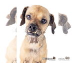 Small #3 Puggle