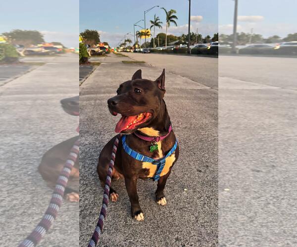 Medium Photo #6 American Pit Bull Terrier Puppy For Sale in Pompano Beach , FL, USA