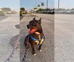 Small #5 American Pit Bull Terrier