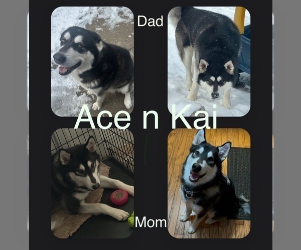 Medium Photo #1 Alaskan Malamute Puppy For Sale in WARREN, MI, USA