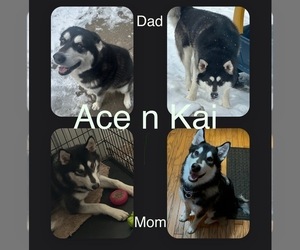 Mother of the Alaskan Malamute puppies born on 12/21/2024