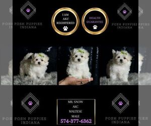 Maltese Puppy for sale in WARSAW, IN, USA