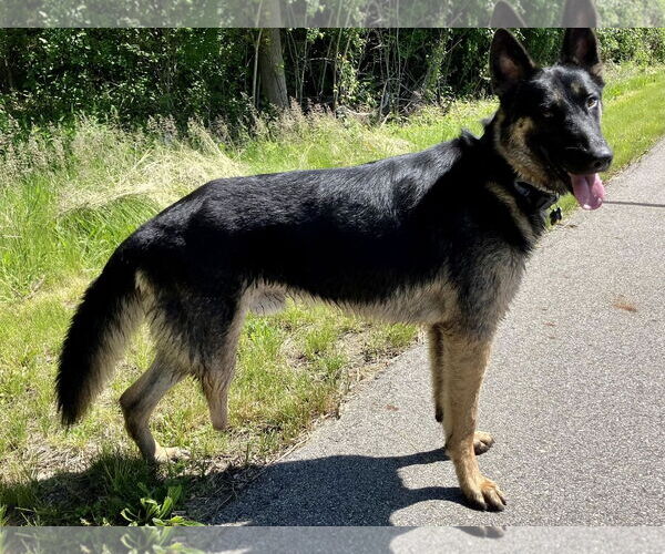 Medium Photo #4 German Shepherd Dog Puppy For Sale in Coldwater, MI, USA