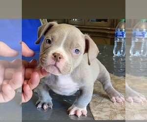American Bully Puppy for sale in ELK GROVE, CA, USA