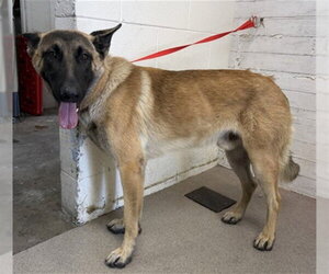 Mutt Dogs for adoption in San Bernardino, CA, USA