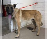 BOWZER - Male Mutt Dog for Adoption - Small photo