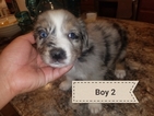Small Photo #1 Australian Shepherd Puppy For Sale in PHOENIX, AZ, USA