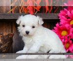 Small #2 Maltese