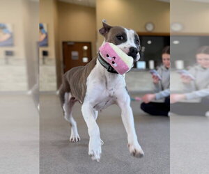 Mutt Dogs for adoption in Jefferson, WI, USA