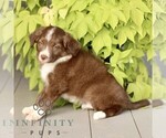 Image preview for Ad Listing. Nickname: Jaxon