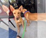 Small #19 German Shepherd Dog Mix
