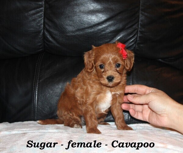 Medium Photo #3 Cavapoo Puppy For Sale in CLARKRANGE, TN, USA