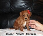 Small #2 Cavapoo