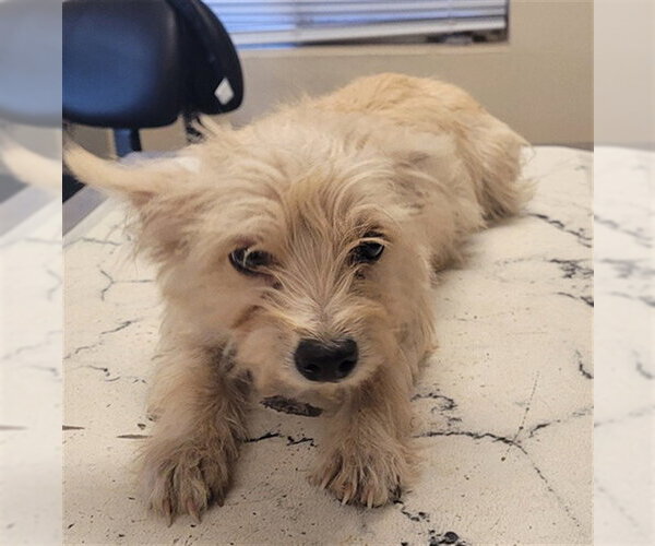 Medium Photo #1 Mutt Puppy For Sale in Lodi, CA, USA