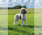 Small #2 Poodle (Standard)