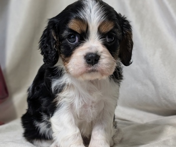 Medium Photo #37 Cavalier King Charles Spaniel Puppy For Sale in GOSHEN, IN, USA