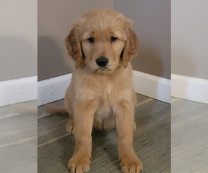 Golden Retriever Puppy for sale in CORSICANA, TX, USA