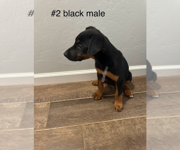 Medium Photo #4 Australian Shepherd-Doberman Pinscher Mix Puppy For Sale in WASHINGTON, OK, USA