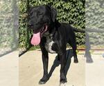 Small Labrador Retriever Mix