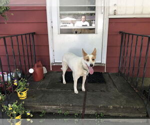 Ricardo - Male Unknown-white german shepherd Mix Dog for Adoption - Photo #2