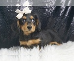 Puppy Nickel AKC Dachshund