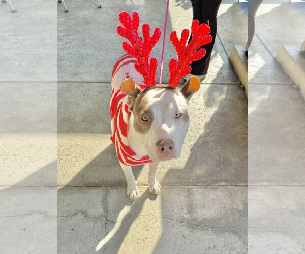 Medium Photo #1 Mutt Puppy For Sale in Newport Beach, CA, USA