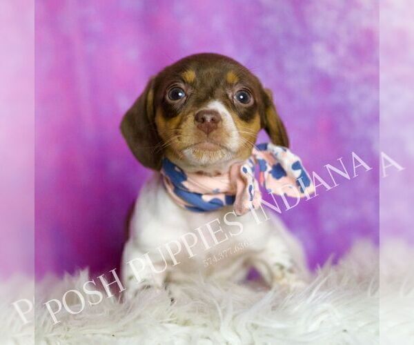 Medium Photo #3 Dachshund Puppy For Sale in WARSAW, IN, USA