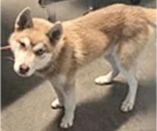 Medium Photo #1 Siberian Husky-Unknown Mix Puppy For Sale in Houston, TX, USA