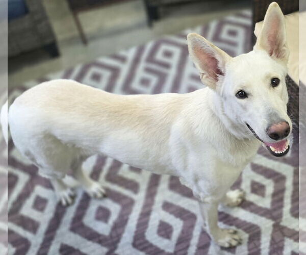 Medium Photo #4 Unknown-white german shepherd Mix Puppy For Sale in Cuba, NY, USA
