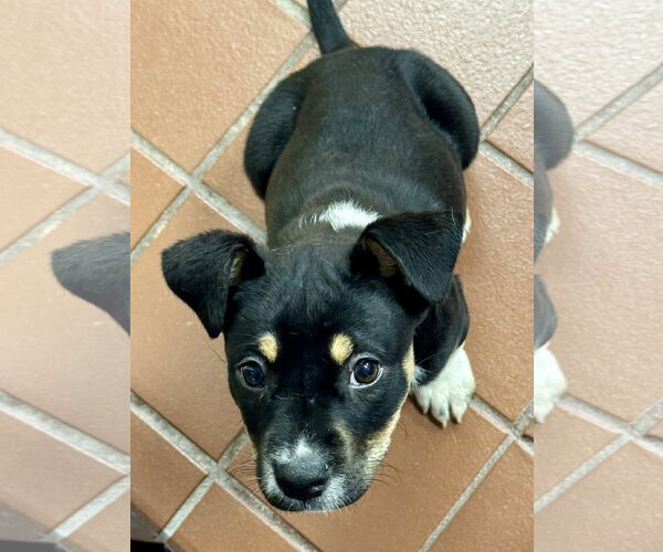 Medium Photo #1 Labrador Retriever-Unknown Mix Puppy For Sale in Jefferson, NJ, USA