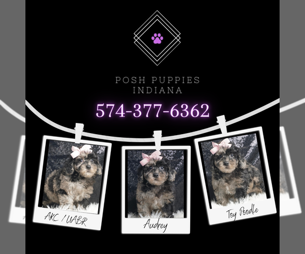 Medium Photo #7 Poodle (Toy) Puppy For Sale in WARSAW, IN, USA