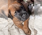 Small Photo #2 Muscle Mastiff Puppy For Sale in RAMONA, CA, USA