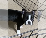 Small Photo #2 Boston Terrier Puppy For Sale in GLOUCESTER, VA, USA