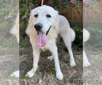 Small #4 Great Pyrenees