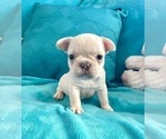 Small #9 French Bulldog